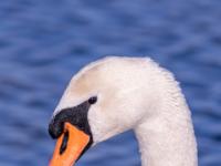 Höckerschwan Porträt